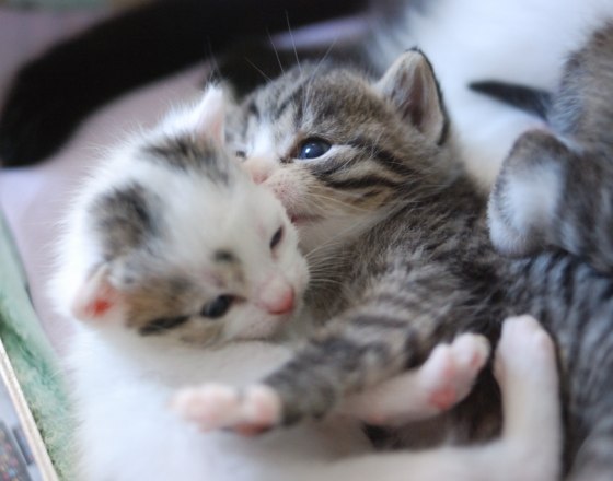 20 Cats Who Just Want to Cuddle