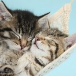 Cute and Funny Life Lessons From Cats