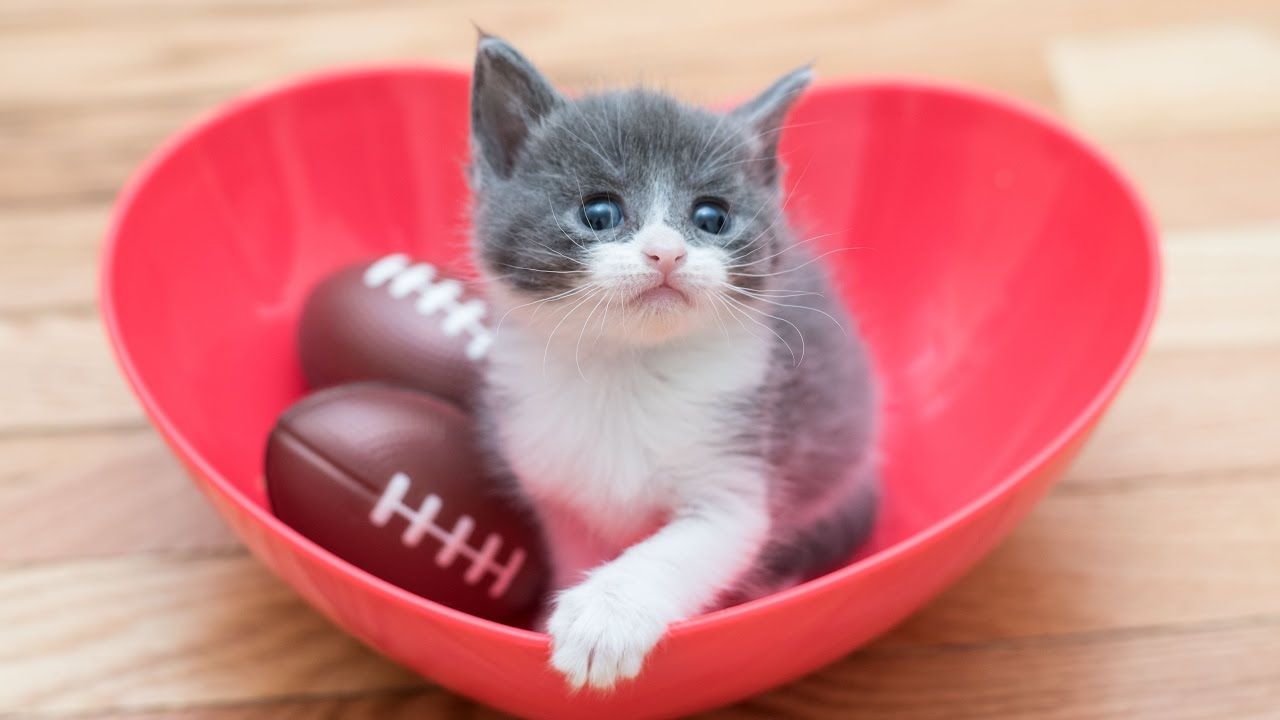 tiny kitten