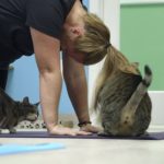 cat yoga