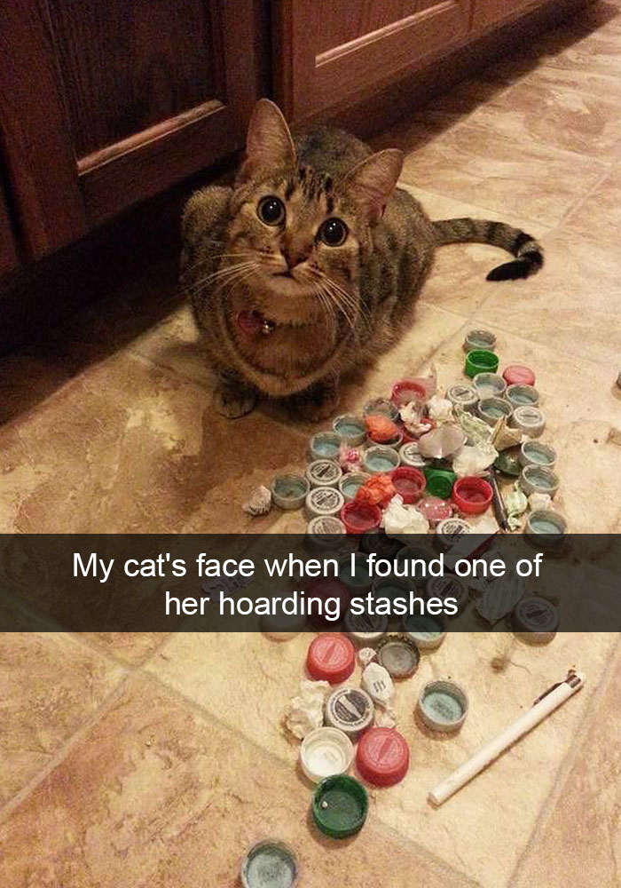 The Hoarding Cat
