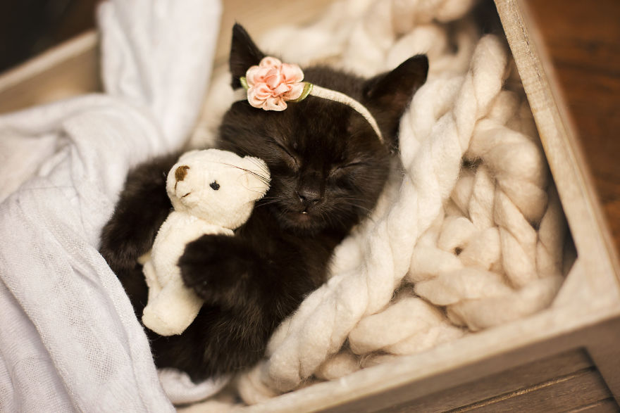 Adorable Kittens Get Newborn Photo Shoots.