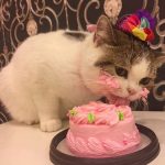 cat eating cake