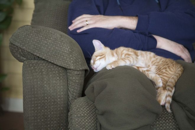 8 Ways Cats Show Their Love To Humans Cat Fancast