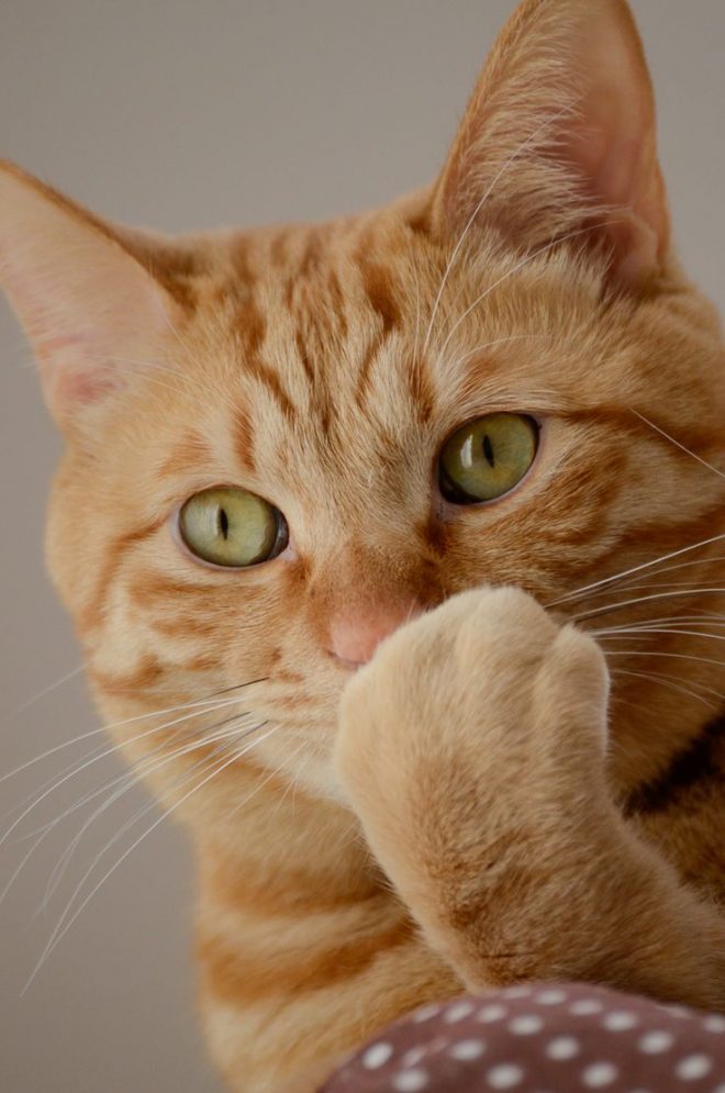 are orange tabby cats rare