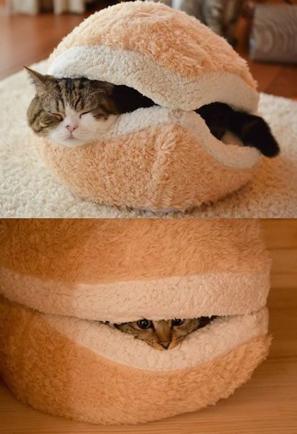 cat beds