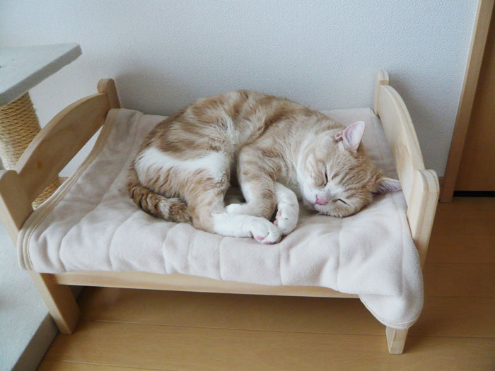 cat beds