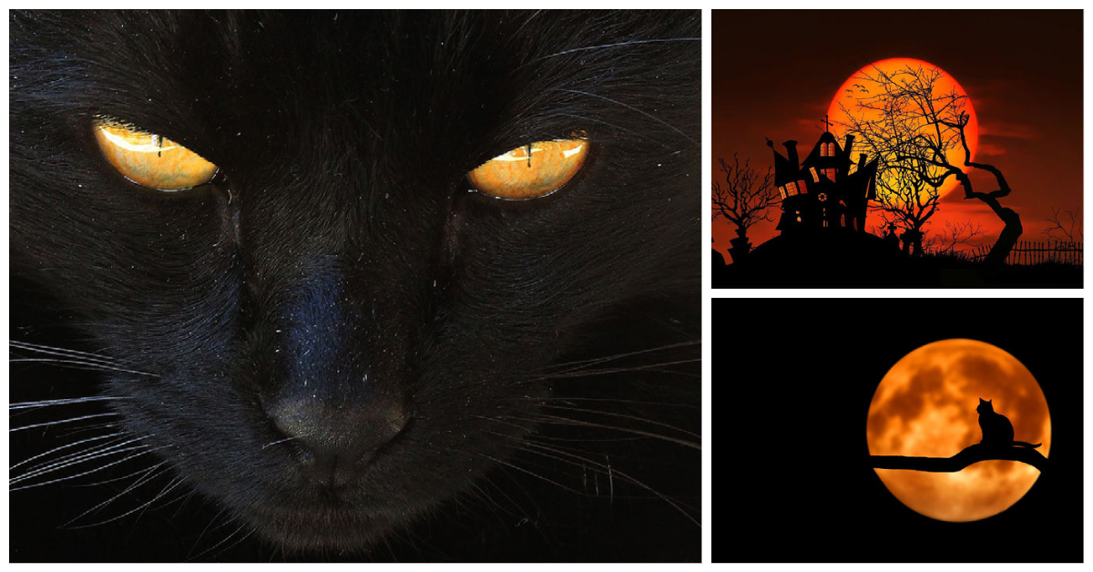 Black Cat Myths
