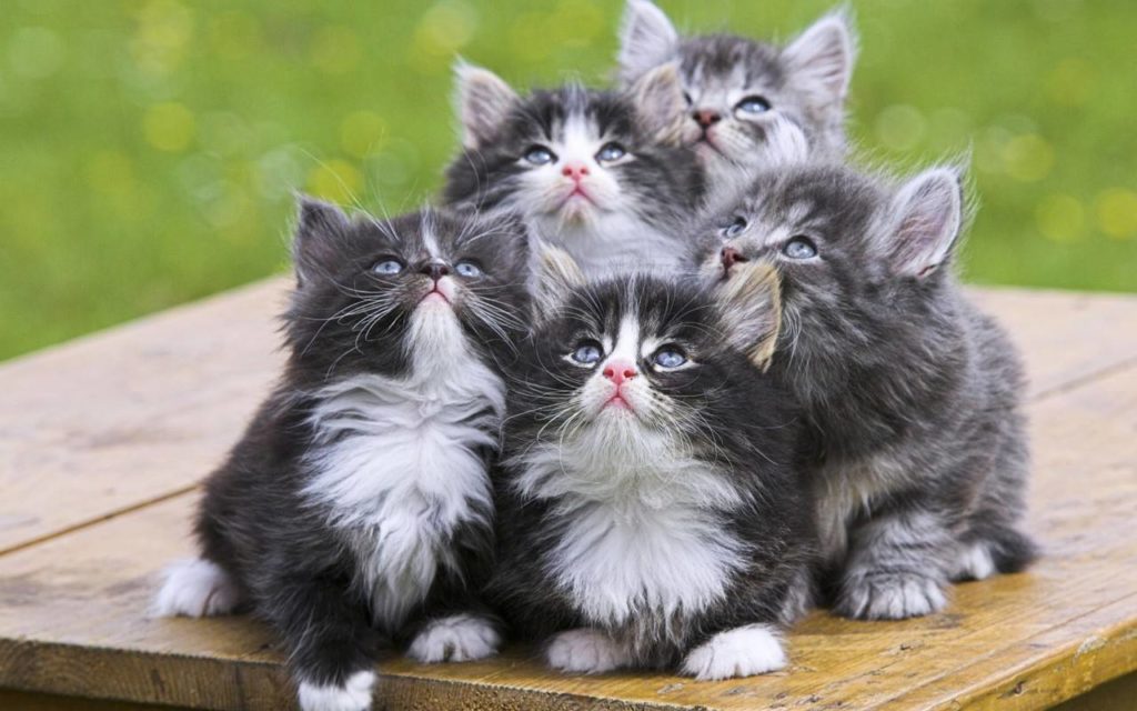 Norwegian Forest Cat Kittens