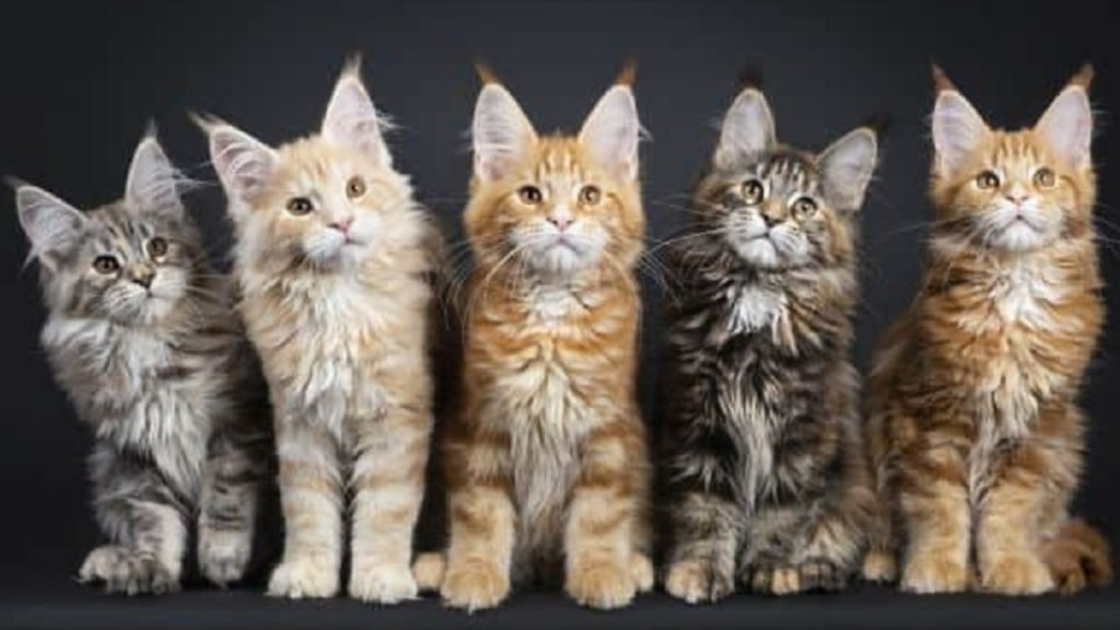 Maine Coon Colors