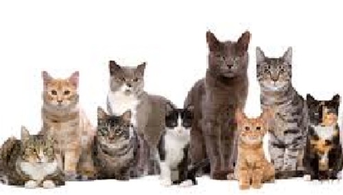 Domestic Cat Breeds