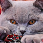 British Shorthair Cats