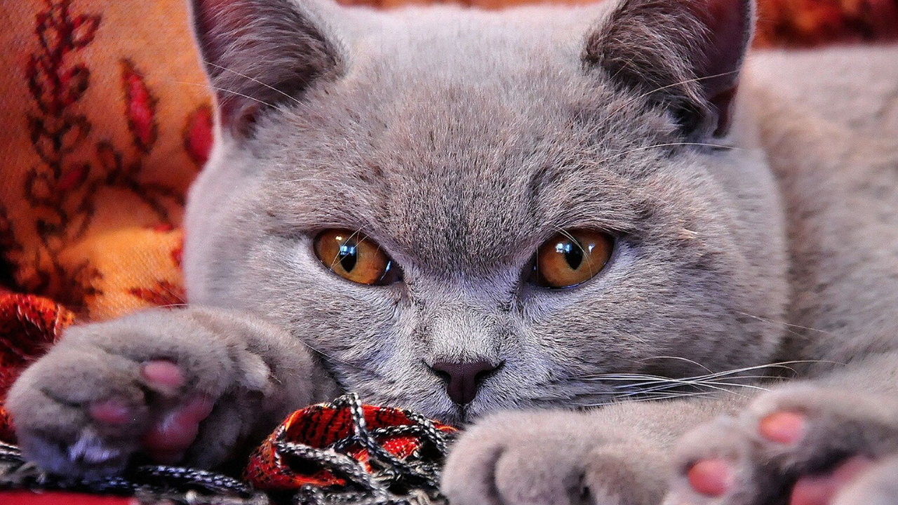 British Shorthair Cats