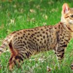 Savannah Cats