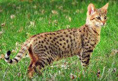 Savannah Cats