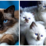 Birman Cats