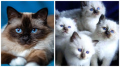 Birman Cats