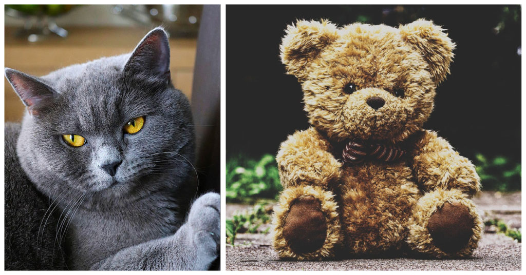 British Shorthair Cats