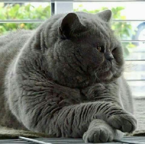 Obese British Shorthair Cat