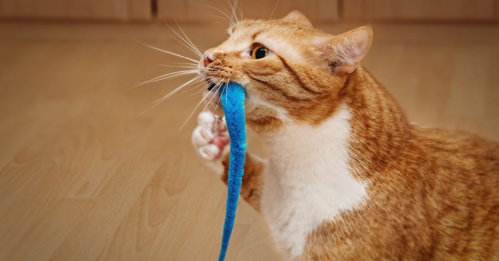 Cat Bringing a Present