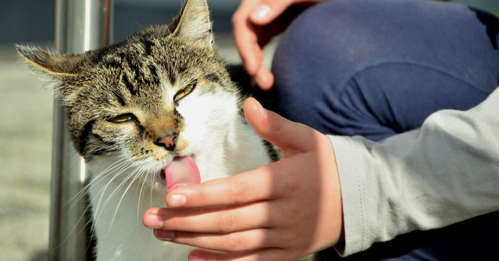 Cat Licking Owner