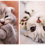 Cutest Kittens