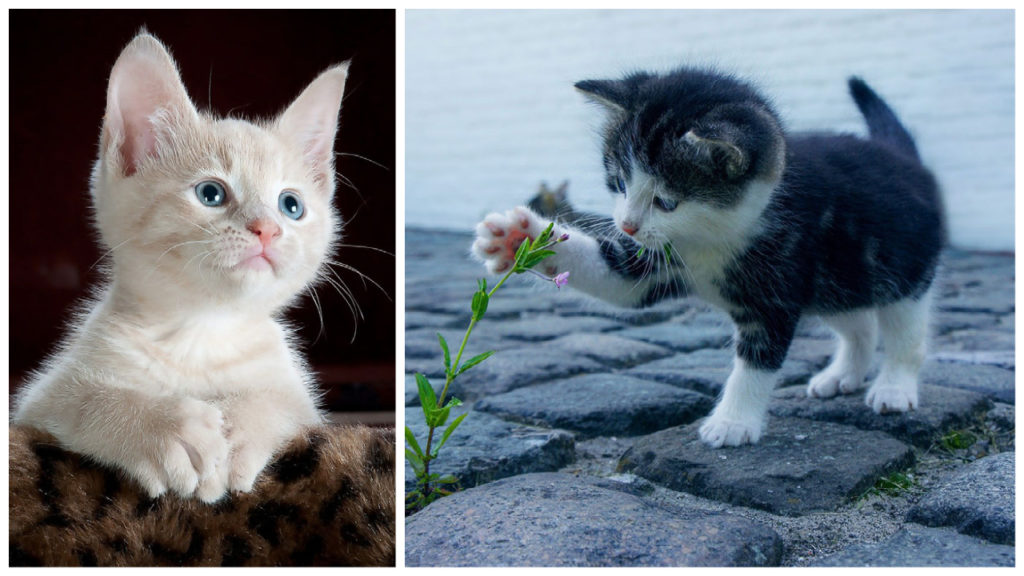 Cutest Kittens