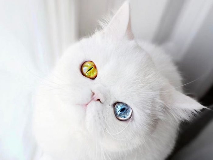Cat Eyes Odd Colored