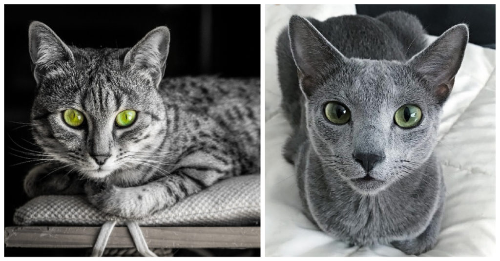 Cat Eyes Green