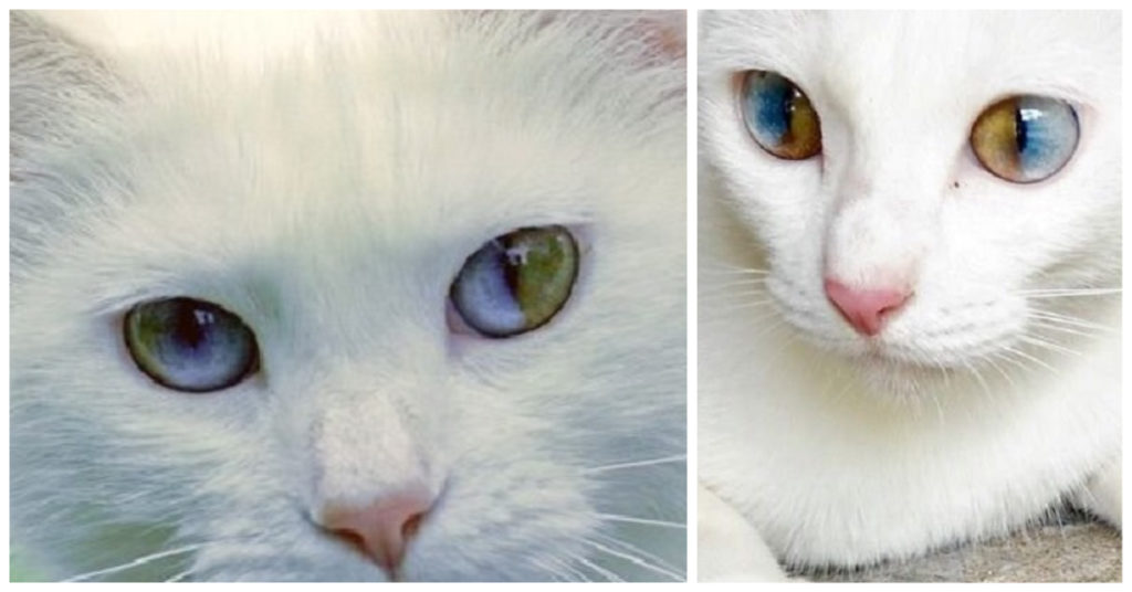 Dichromatic Cat Eyes
