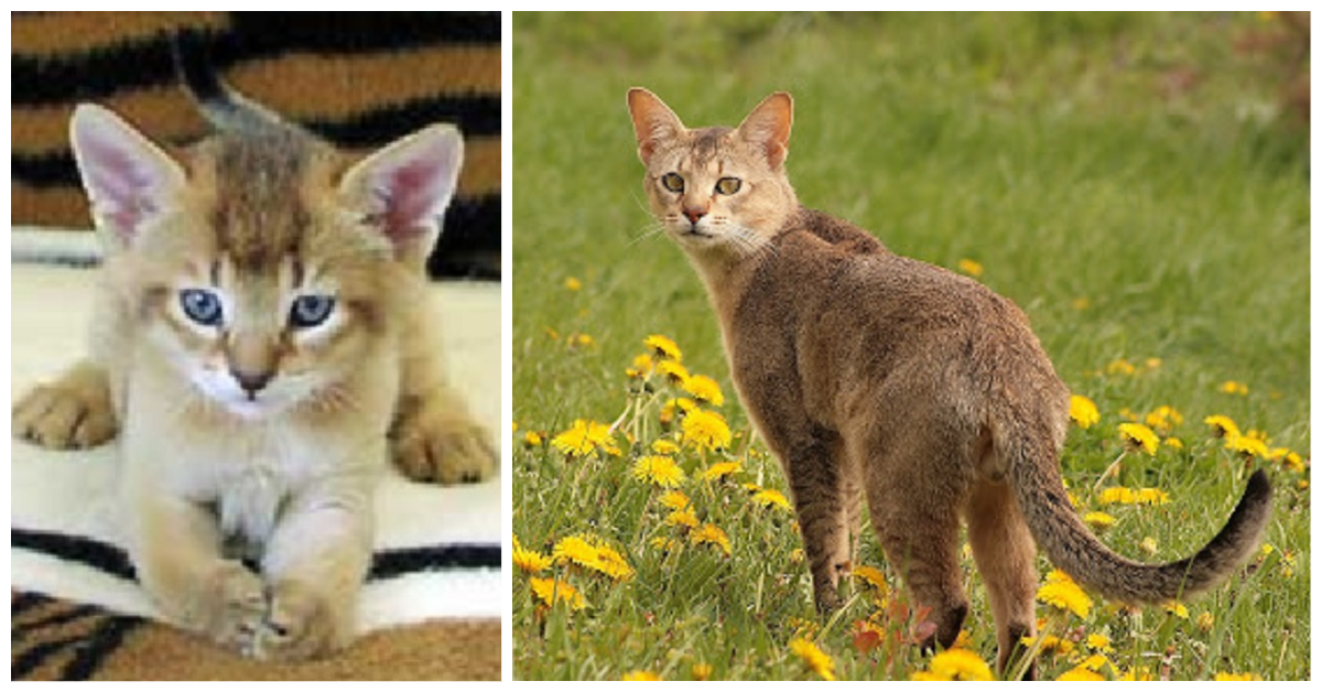 Chausie Cats