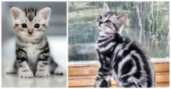 American Shorthair Cats