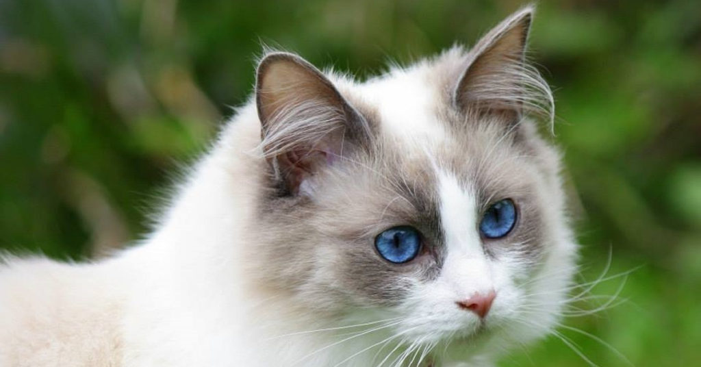 Interesting Facts about Ragdoll Cats (Photos) - Cat Fancast