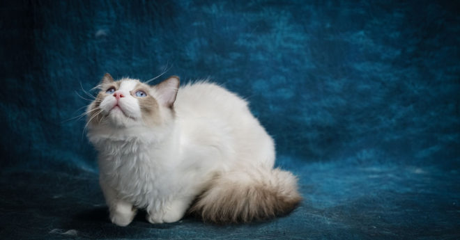 Interesting Facts about Ragdoll Cats (Photos) - Cat Fancast