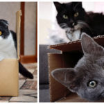 Cats and Cardboard Boxes