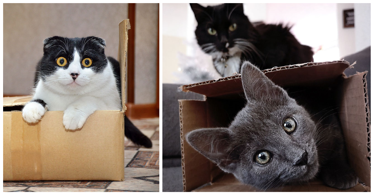 Cats and Cardboard Boxes