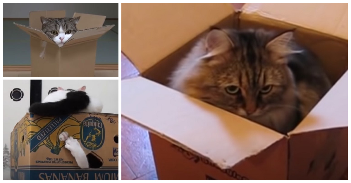 Cat Box Ambush