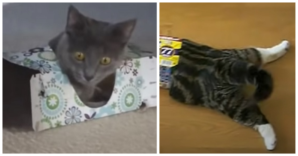 Box Cat Toys