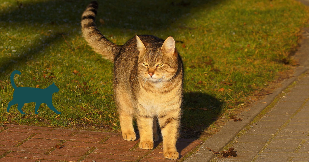 Cat Body Language Friendly