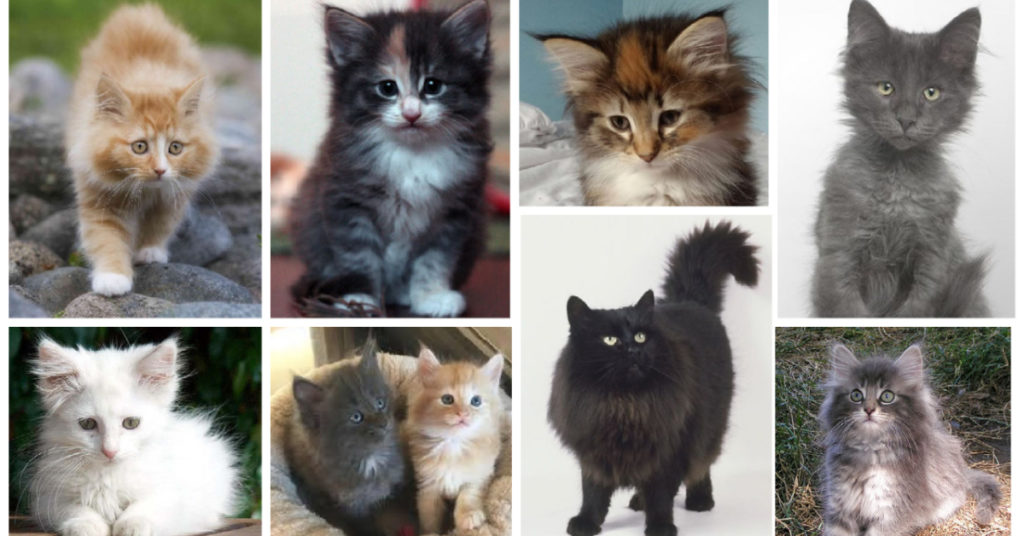 Norwegian Forest Kittens