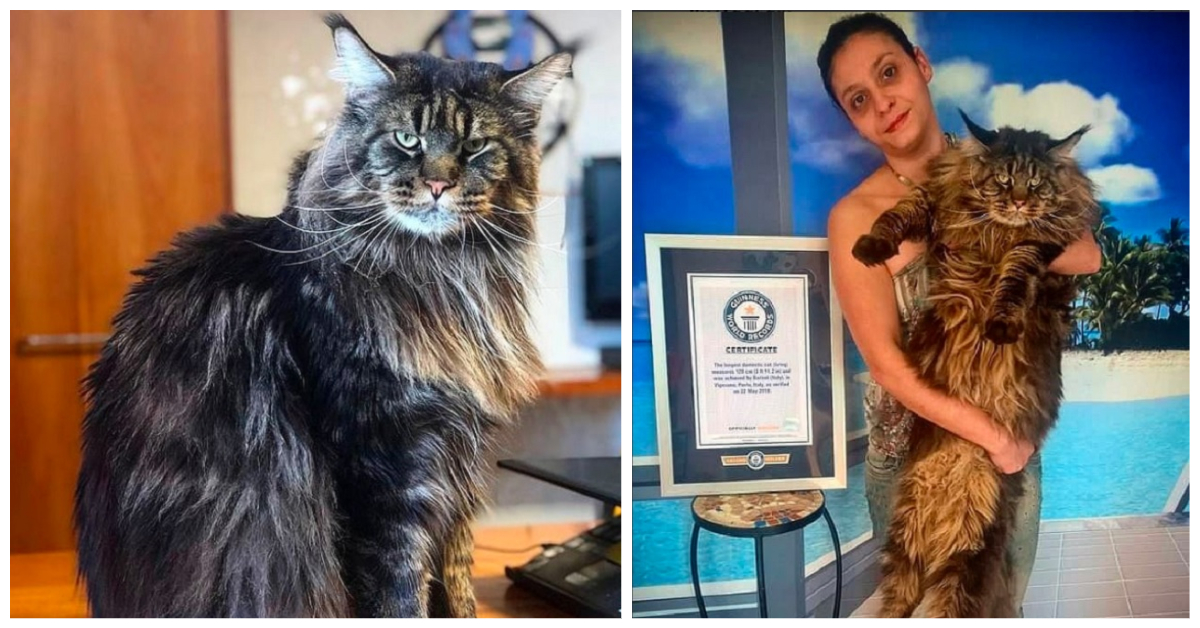 World Record Longest Living Domestic Cat