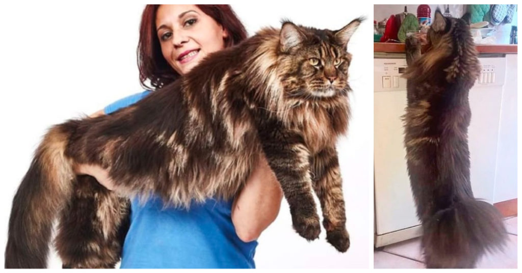 World Record for Longest Domestic Cat - Cat Fancast