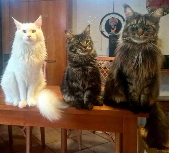 World Record for Longest Domestic Cat - Cat Fancast