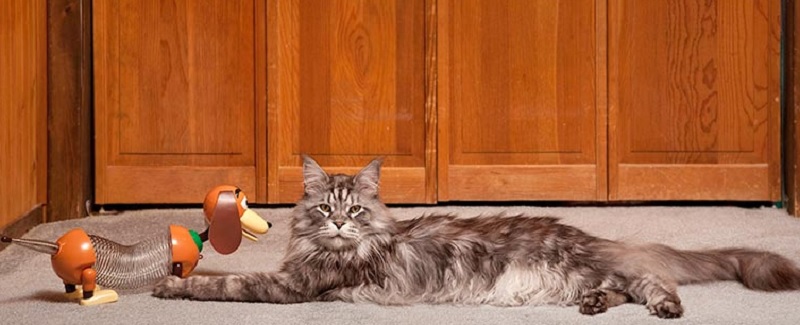 Longest Domestic Cat Ever