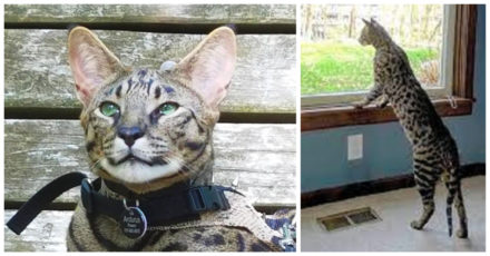 Tallest Domestic Cat