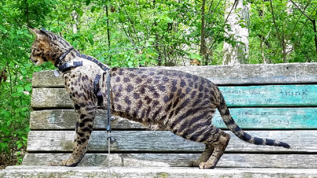 Tallest Domestic Cat Ever