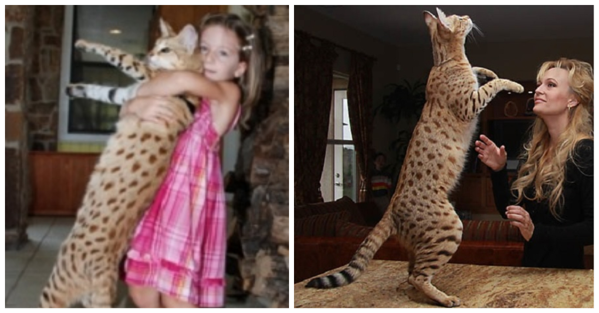 Prior Tallest Domestic Cat 