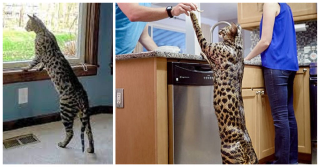 Tallest Domestic Cat Ever