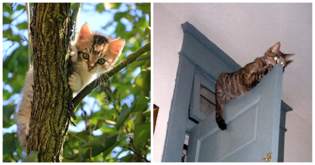 Things Cats Love High Places