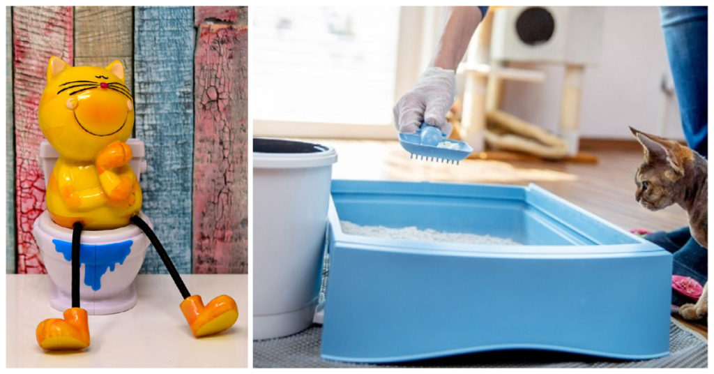 A Clean Litter Box